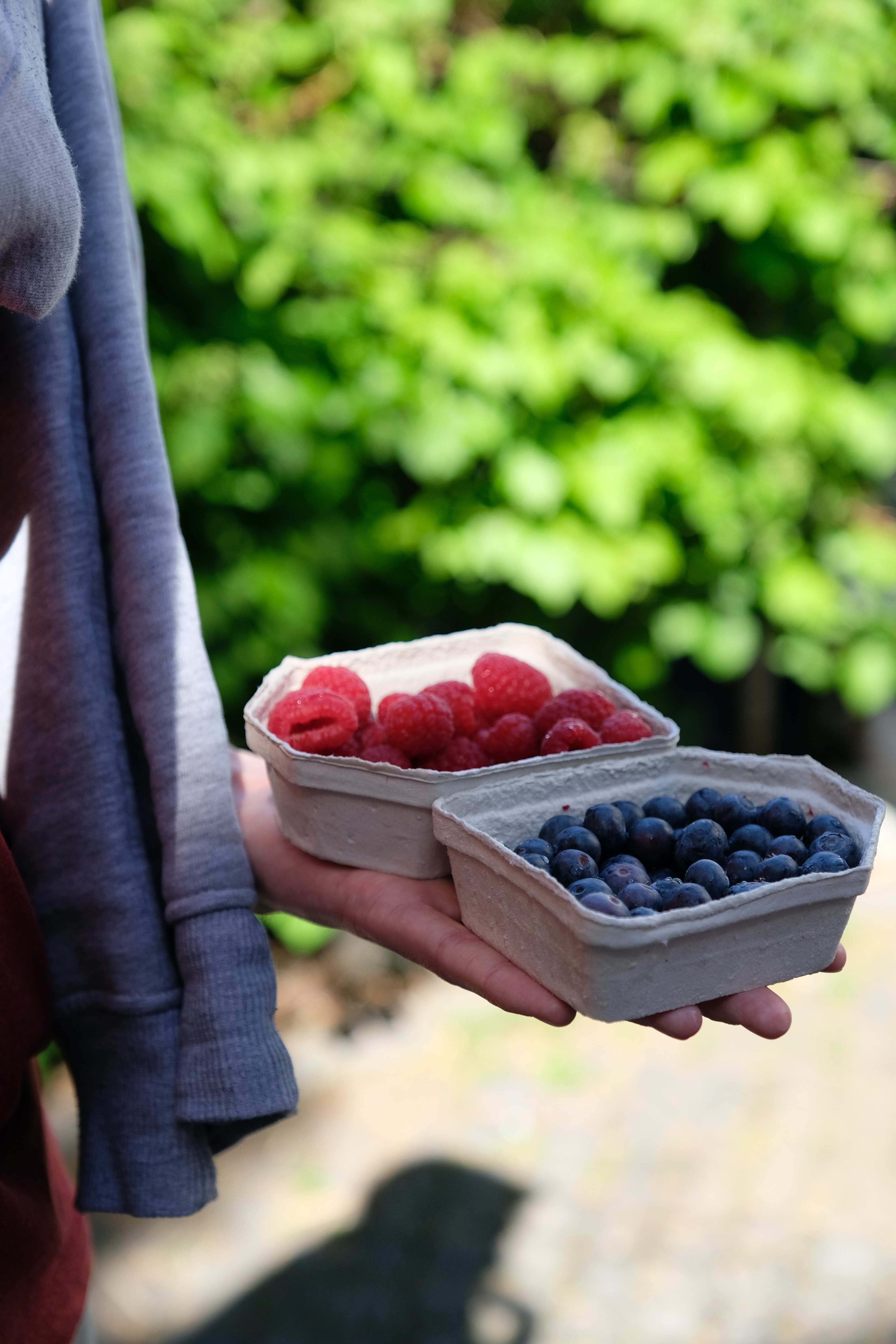 fruits